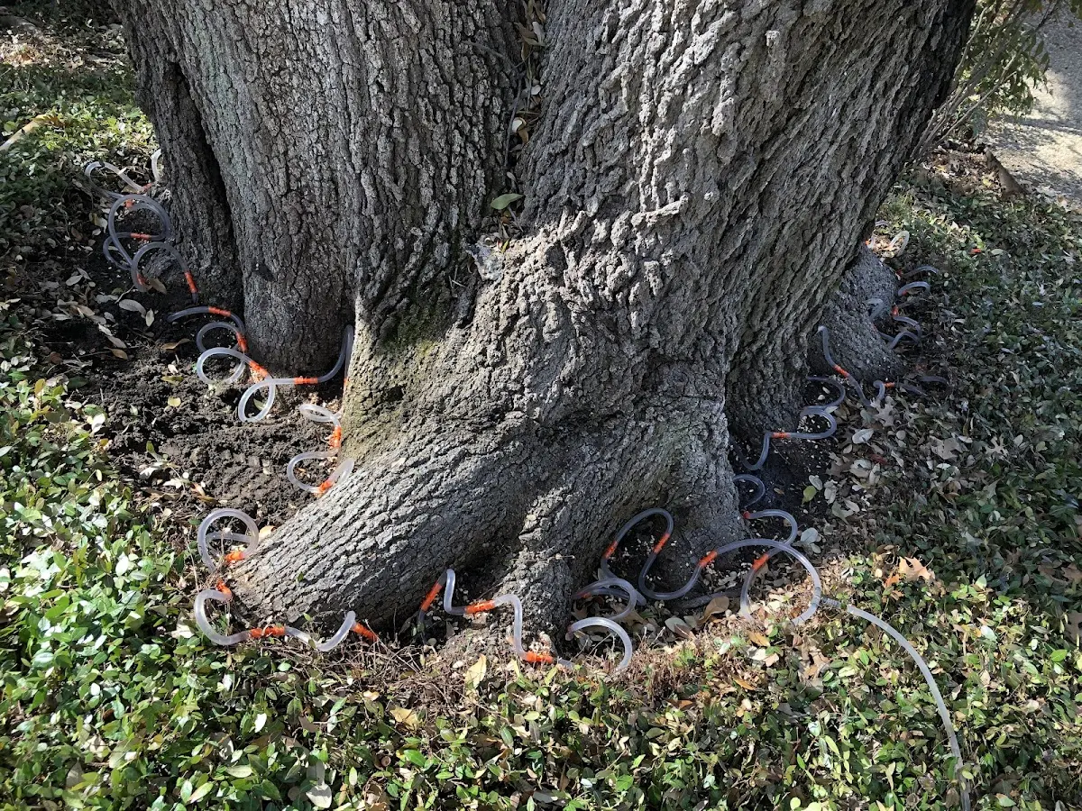 Detailed Tree Cabling and Bracing job site in Ryegate