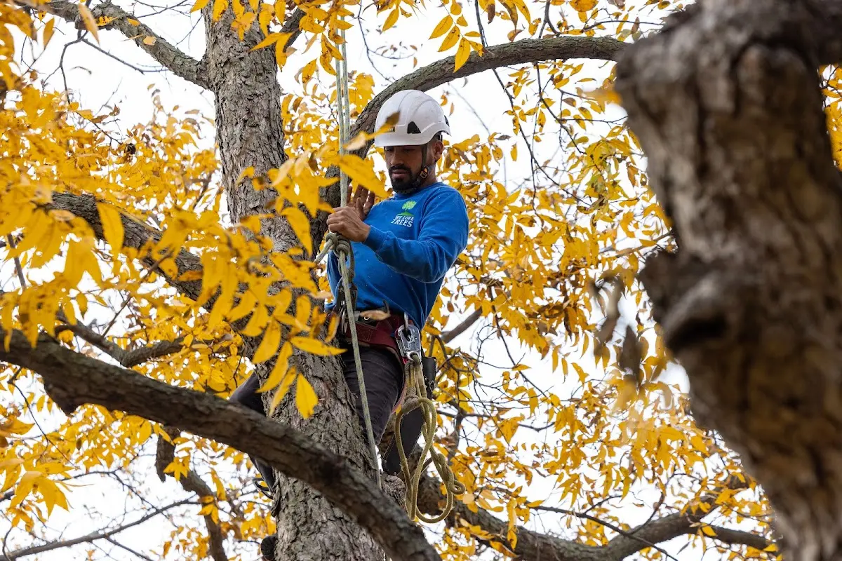 Skilled Tree Pruning crew working in Ryegate