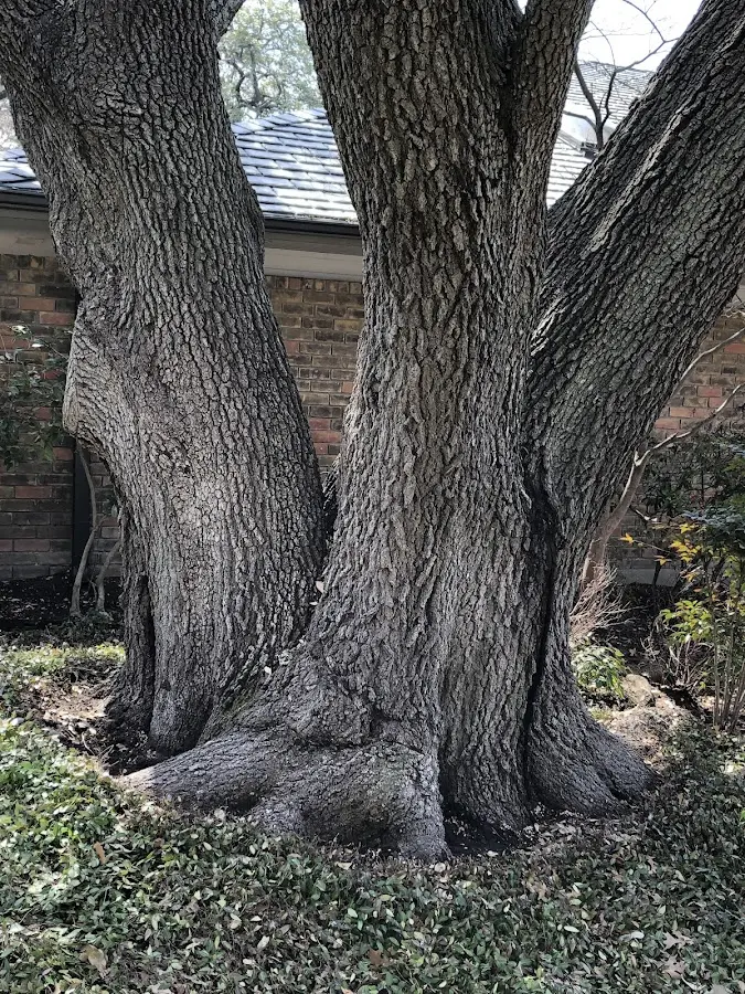 Mature heritage tree close to a Ryegate property cared for by certified arborists
